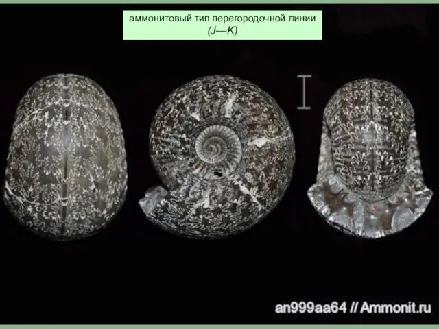 аммонитовый тип перегородочной линии (J—K)