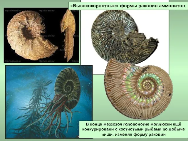 «Высококоростные» формы раковин аммонитов В конце меззозоя головоногие моллюски ещё конкурировали