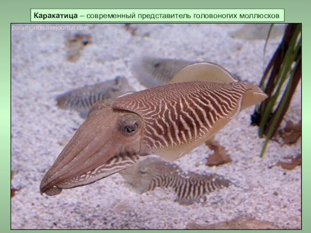 Каракатица – современный представитель головоногих моллюсков