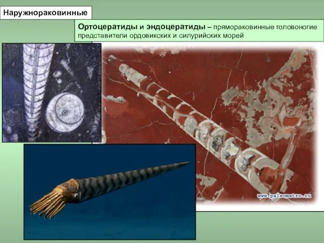 Ортоцератиды и эндоцератиды – прямораковинные головоногие представители ордовикских и силурийских морей Наружнораковинные