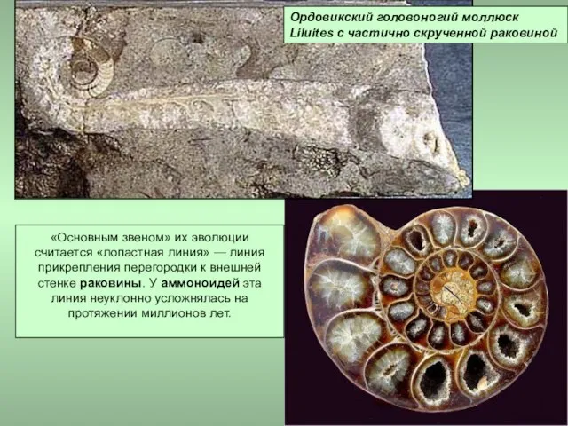 Ордовикский головоногий моллюск Liluites с частично скрученной раковиной «Основным звеном» их