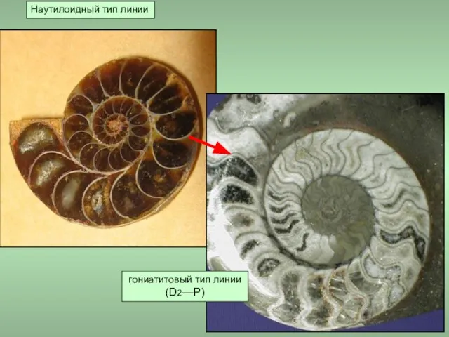 Наутилоидный тип линии гониатитовый тип линии (D2—P)