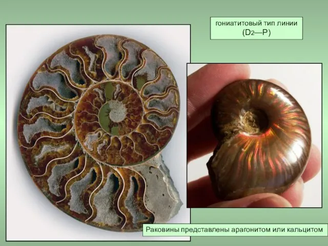 Раковины представлены арагонитом или кальцитом гониатитовый тип линии (D2—P)