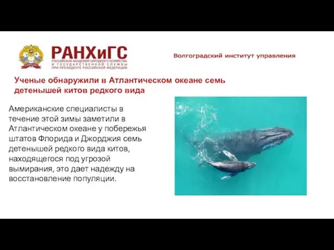 Ученые обнаружили в Атлантическом океане семь детенышей китов редкого вида Американские