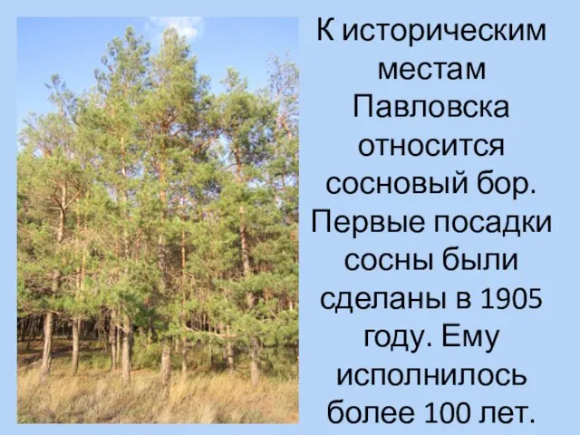 К историческим местам Павловска относится сосновый бор. Первые посадки сосны были