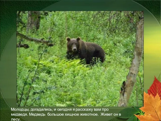 Молодцы, догадались, и сегодня я расскажу вам про медведя. Медведь большое