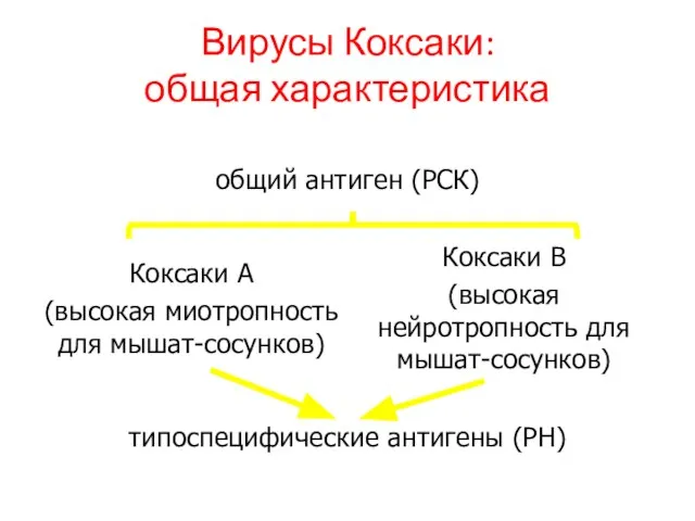 Вирусы Коксаки: общая характеристика