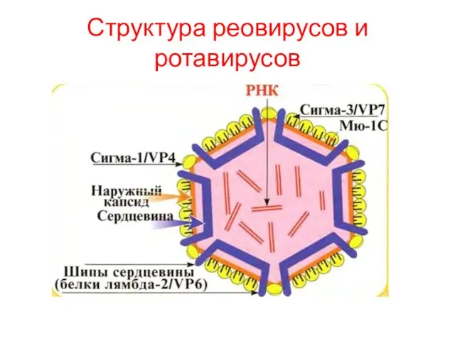 Структура реовирусов и ротавирусов