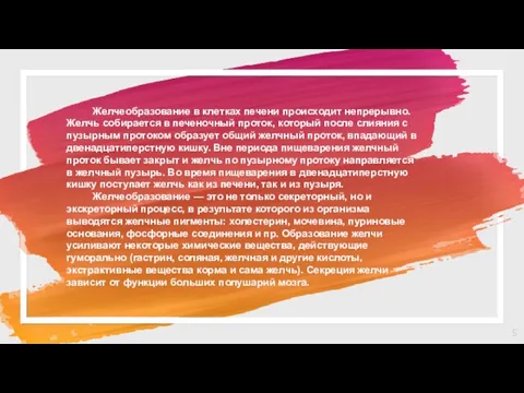 Желчеобразование в клетках печени происходит непрерывно. Желчь собирается в печеночный проток,