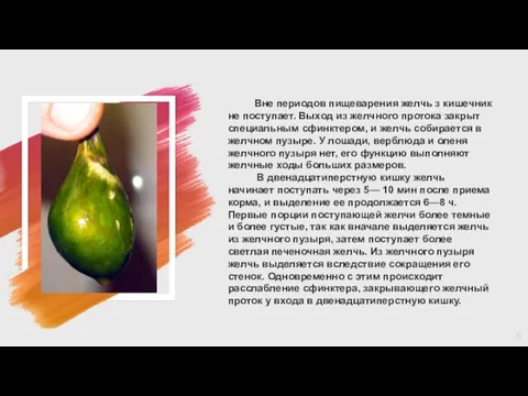 Вне периодов пищеварения желчь з кишечник не поступает. Выход из желчного