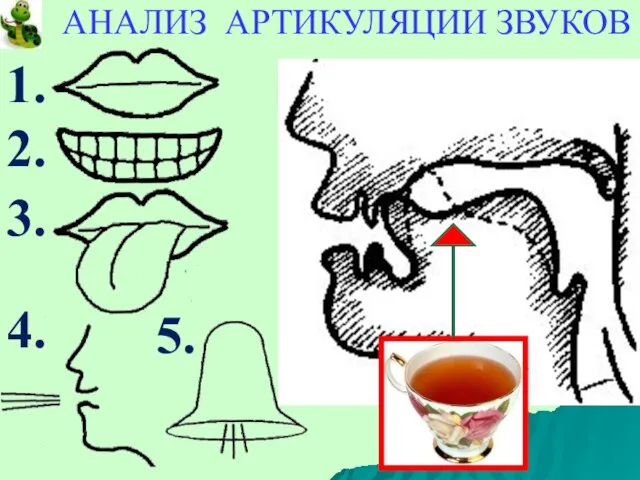 АНАЛИЗ АРТИКУЛЯЦИИ ЗВУКОВ 1. 2. 3. 4. 5.