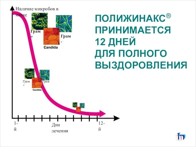 ПОЛИЖИНАКС® ПРИНИМАЕТСЯ 12 ДНЕЙ ДЛЯ ПОЛНОГО ВЫЗДОРОВЛЕНИЯ Дни лечения 1-й 12-й