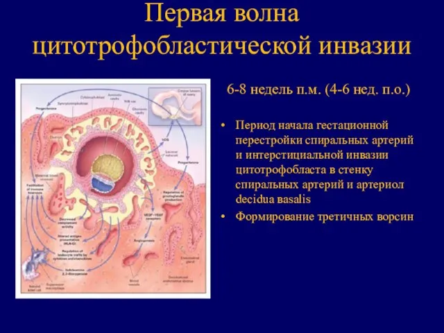 Первая волна цитотрофобластической инвазии 6-8 недель п.м. (4-6 нед. п.о.) Период