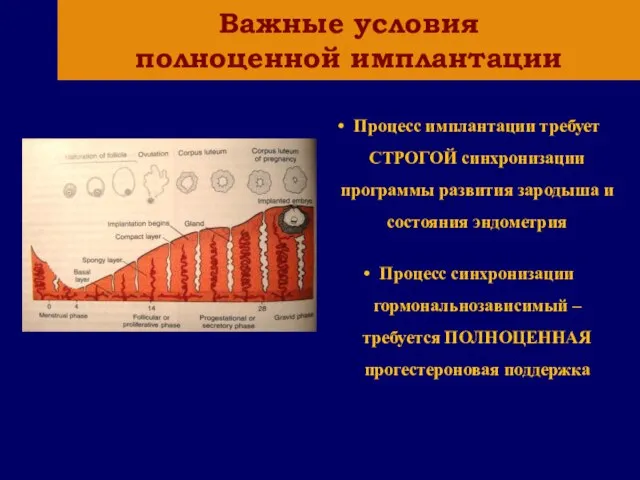 Процесс имплантации требует СТРОГОЙ синхронизации программы развития зародыша и состояния эндометрия