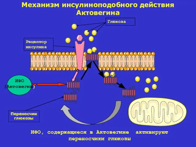 Глюкоза Рецептор инсулина ИФО (Актовегин) ИФО, содержащиеся в Актовегине активируют переносчики