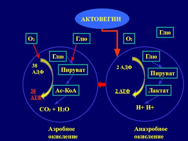 Глю О2 Глю Пируват Лактат 2 АДФ 2 АТФ Глю О2