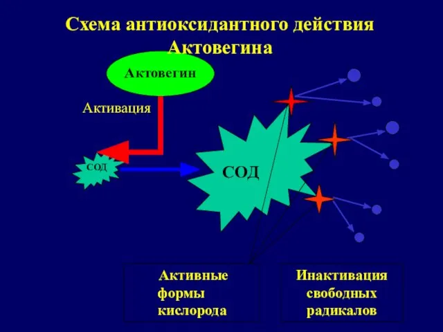 Актовегин СОД СОД Активация Схема антиоксидантного действия Актовегина Инактивация свободных радикалов Активные формы кислорода