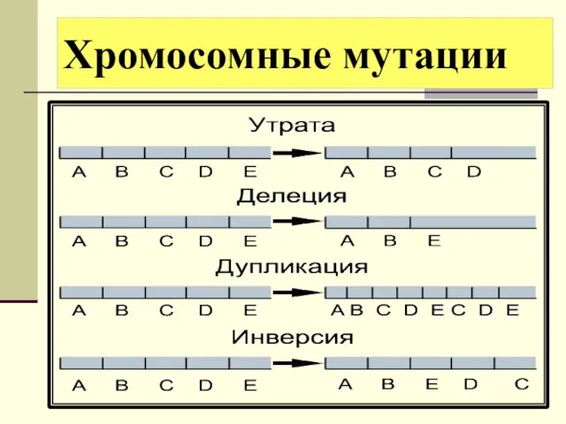 Хромосомные мутации