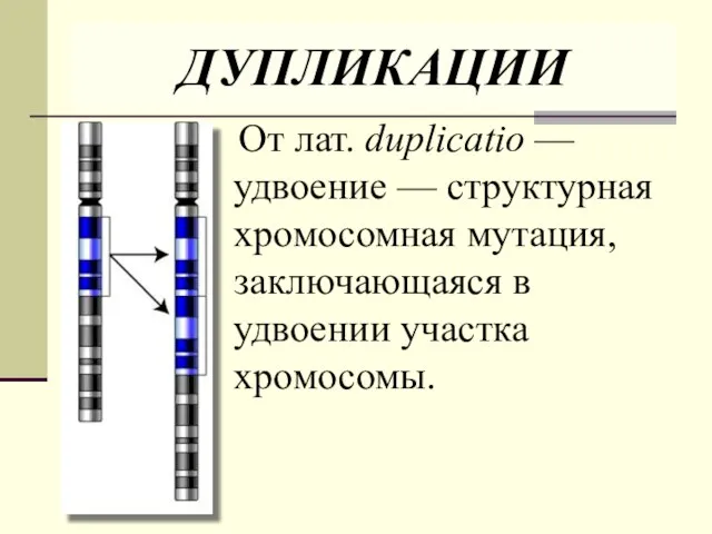 ДУПЛИКАЦИИ От лат. duplicatio — удвоение — структурная хромосомная мутация, заключающаяся в удвоении участка хромосомы.