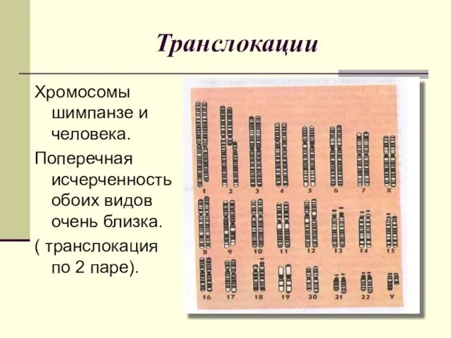 Транслокации Хромосомы шимпанзе и человека. Поперечная исчерченность обоих видов очень близка. ( транслокация по 2 паре).