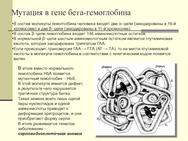 Мутация в гене бета-гемоглобина В итоге вместо нормального гемоглобина HbA появится