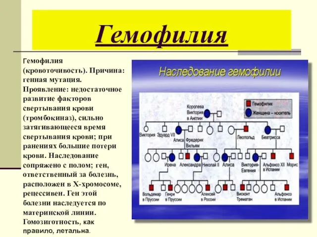 Гемофилия Гемофилия (кровоточивость). Причина: генная мутация. Проявление: недостаточное развитие факторов свертывания