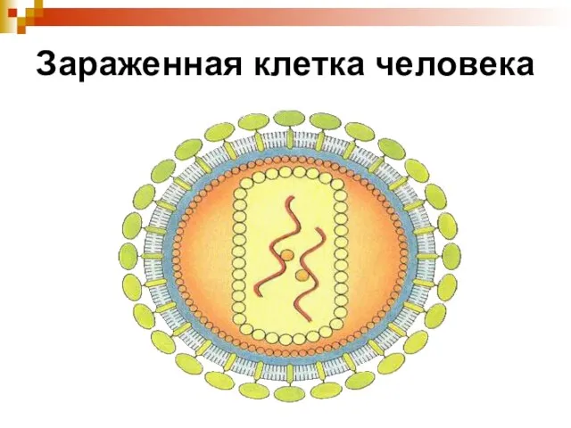 Зараженная клетка человека