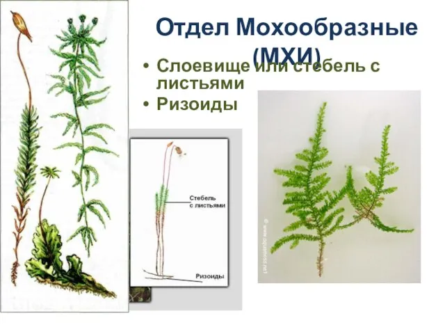 Отдел Мохообразные (МХИ) Слоевище или стебель с листьями Ризоиды