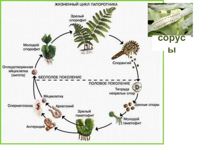 сорусы