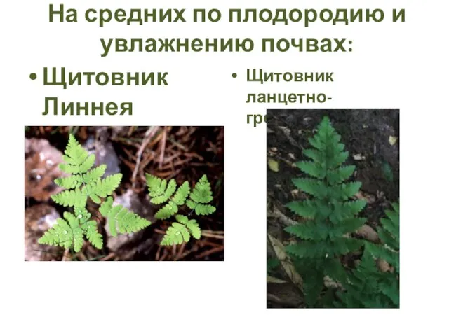 На средних по плодородию и увлажнению почвах: Щитовник Линнея Щитовник ланцетно-гребенчатый