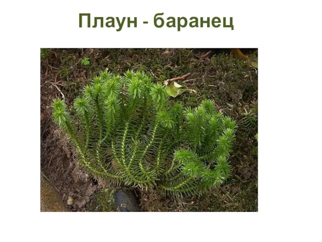 Плаун - баранец