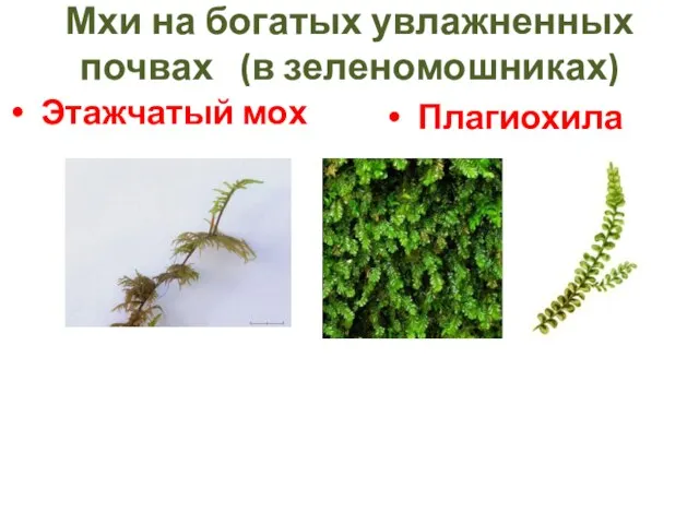 Мхи на богатых увлажненных почвах (в зеленомошниках) Этажчатый мох Плагиохила