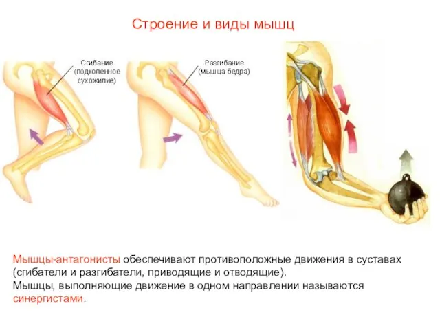 Строение и виды мышц Мышцы-антагонисты обеспечивают противоположные движения в суставах (сгибатели