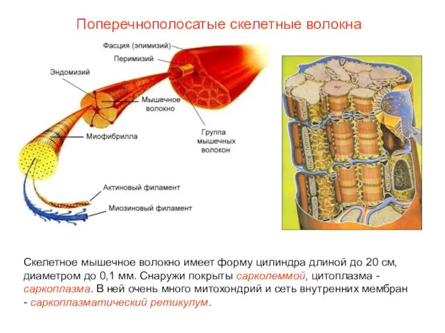 Поперечнополосатые скелетные волокна Скелетное мышечное волокно имеет форму цилиндра длиной до