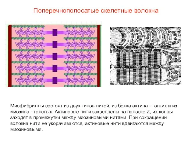 Поперечнополосатые скелетные волокна Миофибриллы состоят из двух типов нитей, из белка