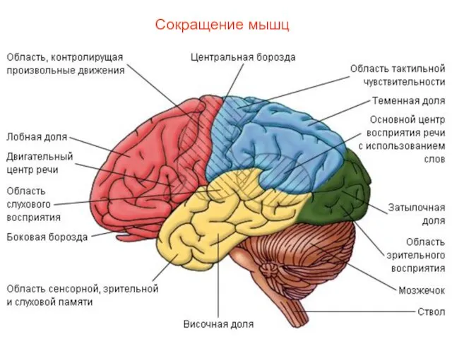 Сокращение мышц