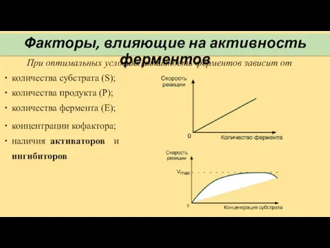 При оптимальных условиях активность ферментов зависит от количества субстрата (S); количества