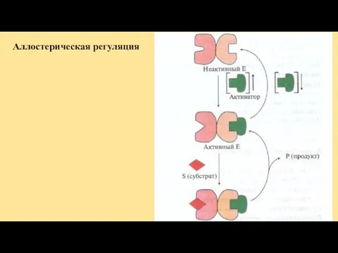 Аллостерическая регуляция