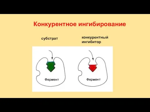 субстрат конкурентный ингибитор Конкурентное ингибирование