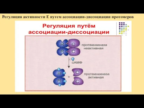 Регуляция активности Е путем ассоциации-диссоциации протомеров