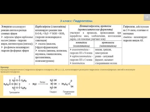 катализируют реакции гидролитического распада 18 3 класс: Гидролазы. Пример: триацилглицероллипаза (гидролаза