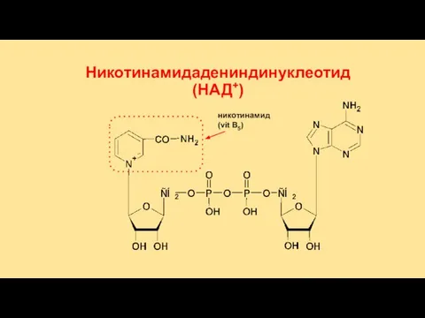 Никотинамидадениндинуклеотид (НАД+) никотинамид (vit B5)