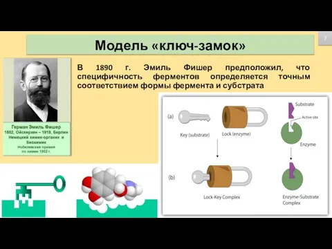 Модель «ключ-замок» В 1890 г. Эмиль Фишер предположил, что специфичность ферментов