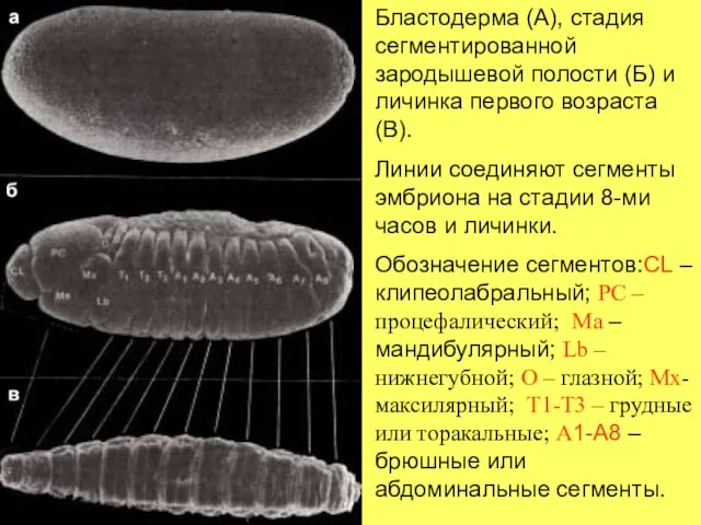 Бластодерма (А), стадия сегментированной зародышевой полости (Б) и личинка первого возраста