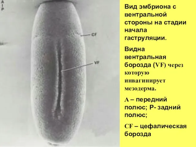 Вид эмбриона с вентральной стороны на стадии начала гаструляции. Видна вентральная