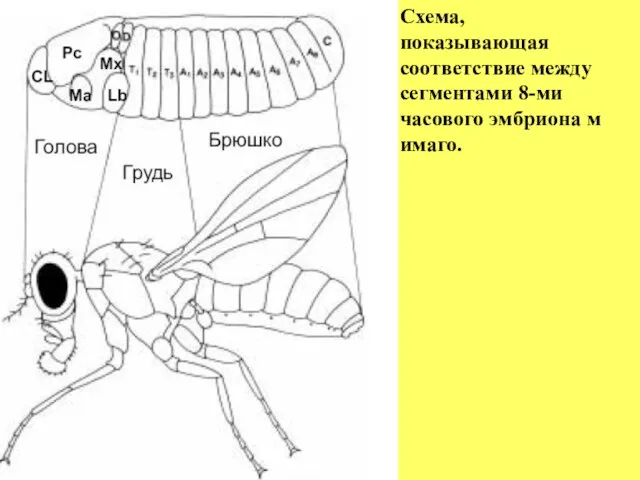 Схема, показывающая соответствие между сегментами 8-ми часового эмбриона м имаго.