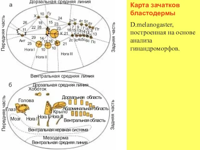 Карта зачатков бластодермы D.melanogaster, построенная на основе анализа гинандроморфов.