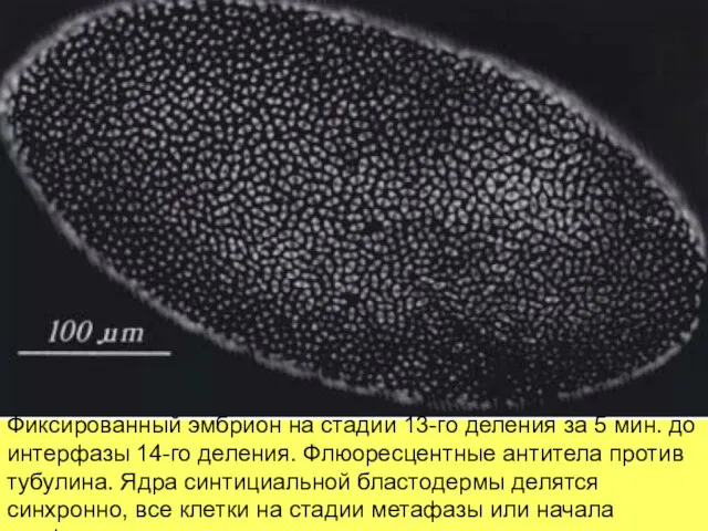 Фиксированный эмбрион на стадии 13-го деления за 5 мин. до интерфазы