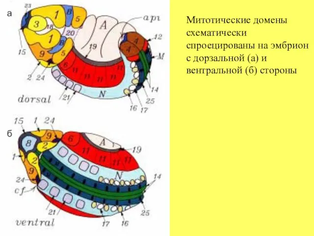 Митотические домены схематически спроецированы на эмбрион с дорзальной (а) и вентральной (б) стороны