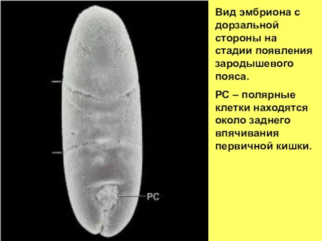 Вид эмбриона с дорзальной стороны на стадии появления зародышевого пояса. РС